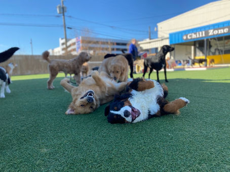 Doggy Daycare in Energy Corridor Houston