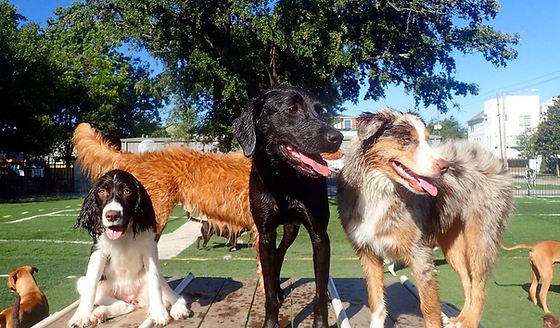 houston bark park maxie