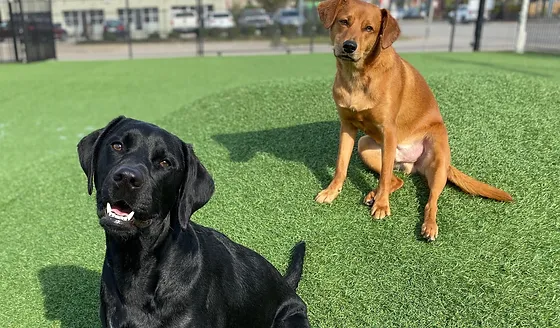 houston bark park maxie