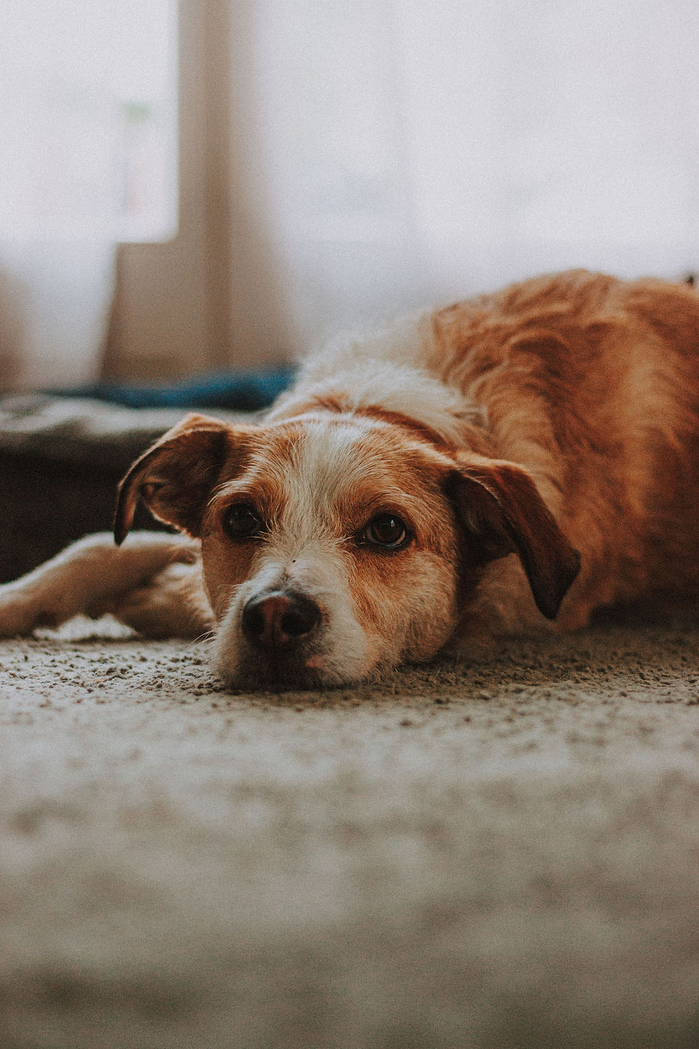a dog at airnova website
