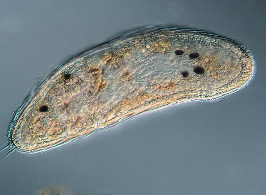Rhabditophora flatworm