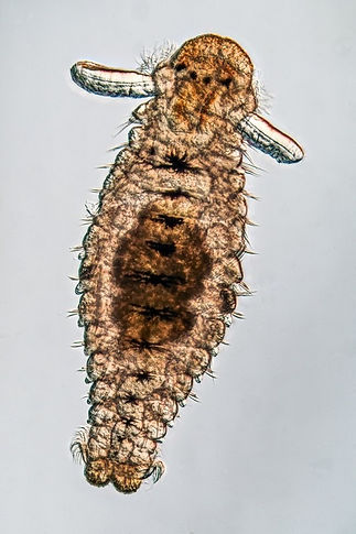 Spionid Polydora type polychaete larva