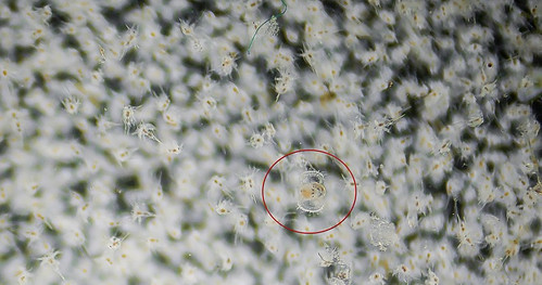 BarnaCLES WITH VELIGER.jpg