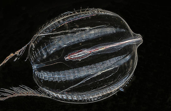 The Sea Gooseberry Pleurobranchia pileus