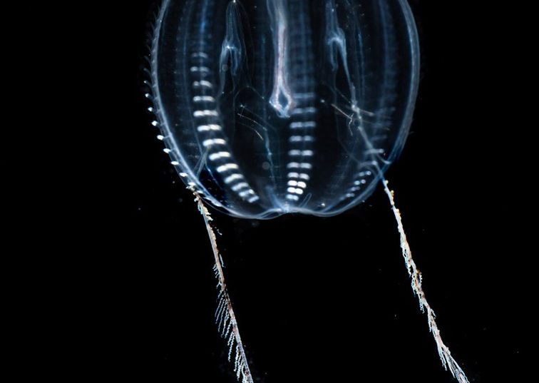 Sea Gooseberry or Comb Jelly Pleurobranchia pileus