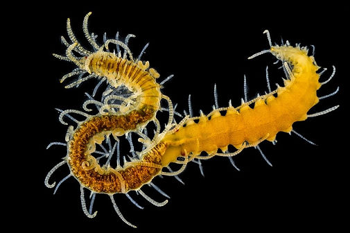 Adult Syllid polychaete with epitoke developing at posterior