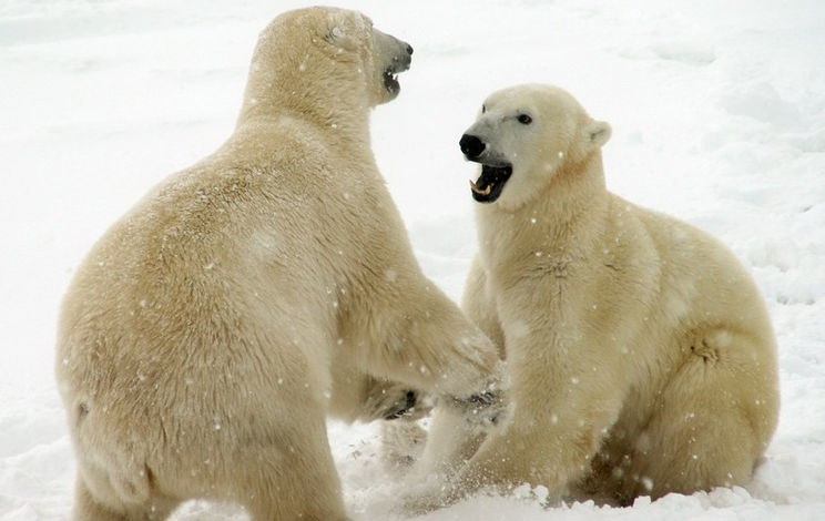 Two large male polar bears wrestling