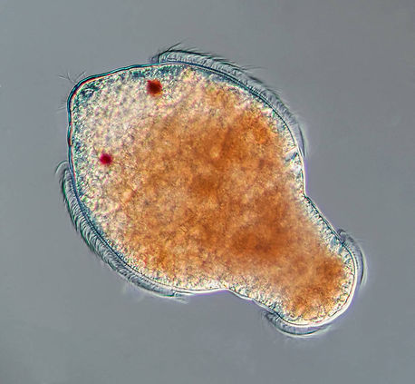 Metatrochophore polychaete