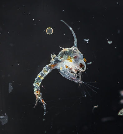 Zoea larva of crab