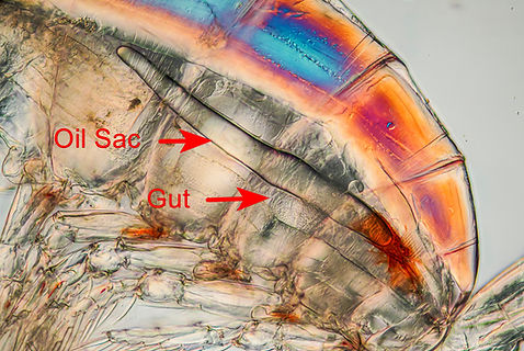 Calanus copepod showing oil sac