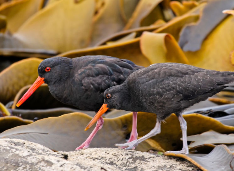 Black Oystercatcher parent and juvenile, New Zealand.