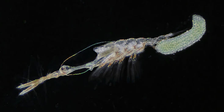 Monstrilla helgolandica