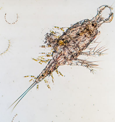 Harpacticoid copepod Euterpina acutifrons