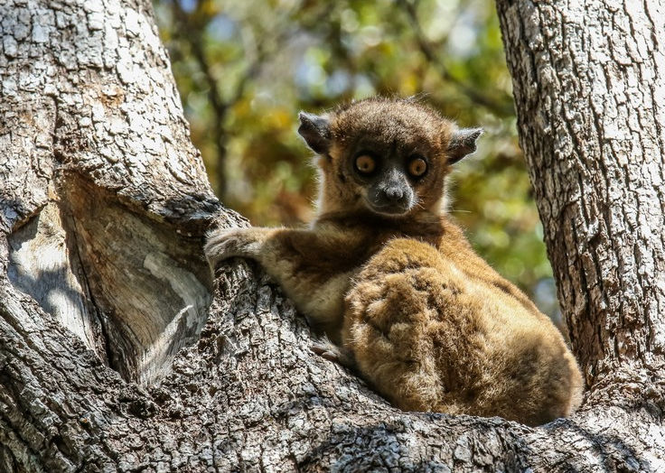 Zombitse Sportive Lemur