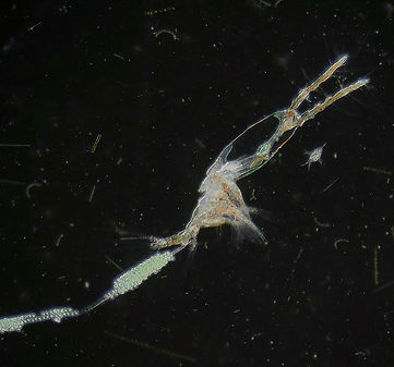 Monstrillid aug25 05.jpg