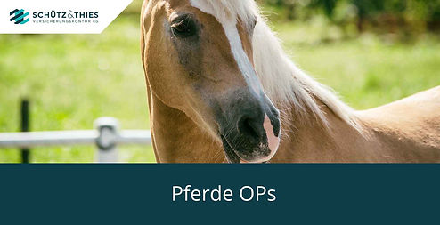Pferde OPs.jpg