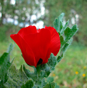 AMAPOLA