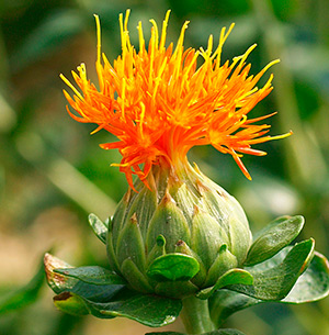 CARTHAMUS