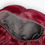 Thumbnail: MHL Remy Hair 24" Body Wave Gluelss 13x4 Transparent Lace Wig Unit "Auburn" Lace and Cap View with Inside Combs