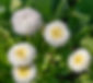 Common daisy - Bellis perennis