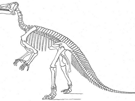 1926: History-making fossil find