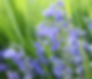 Bluebells (wild hyacinths) - Endymion non scriptus