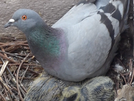 1852: Nesting on a garden tool at Cuckfield Place