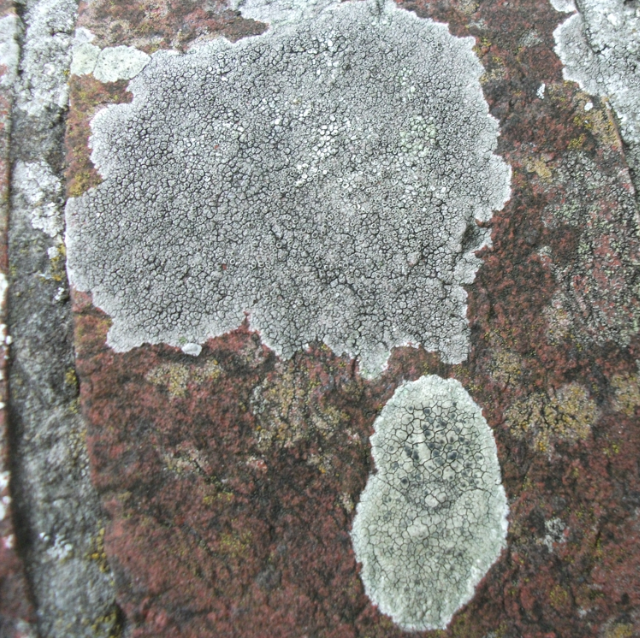 1982: Diary of a Wood part 2 - the Holly and the Ivy