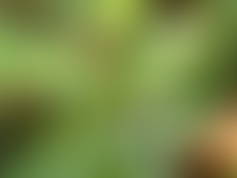 Diary of a Wood Part 6: Spring has arrived!