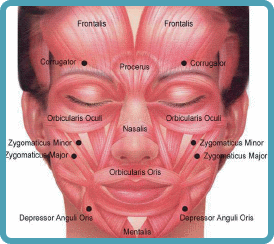 The Face Muscle