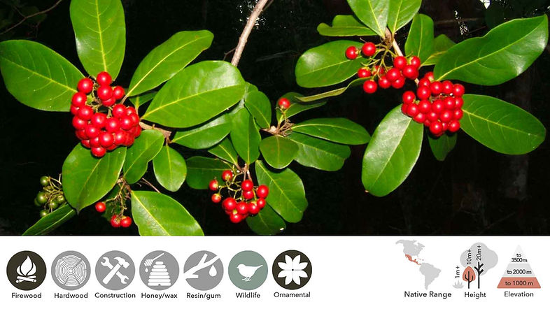 Cordia laevigata - Clam cherry
