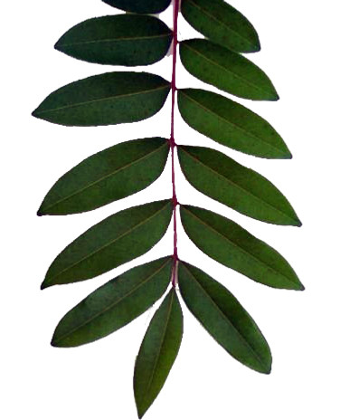 Simarouba_glauca2.jpg