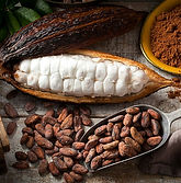 Cocoa Mixed Processing Stages.jpeg