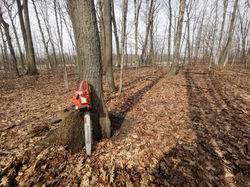 Pile of forested logs