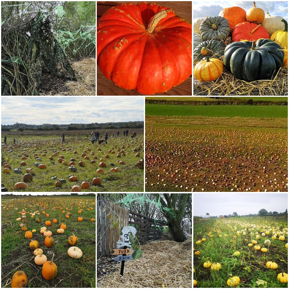 Seasonal visit at Northwood Pumpkin Patch