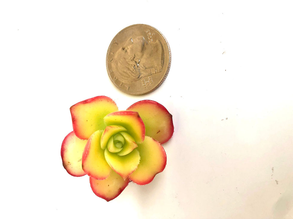 Thumbnail: 10 Baby mini succulent cuttings - DYI Mini Fairy Garden - natural succulent pla
