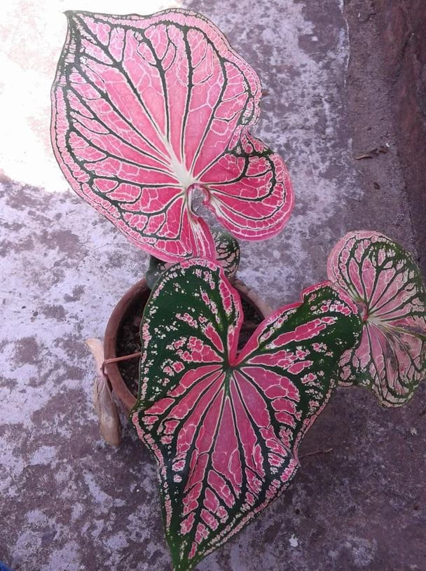 Thumbnail: Pink Princess Symphony Caladium Bulbs Live Plant (ALL Starter Plants REQUIRE Yo