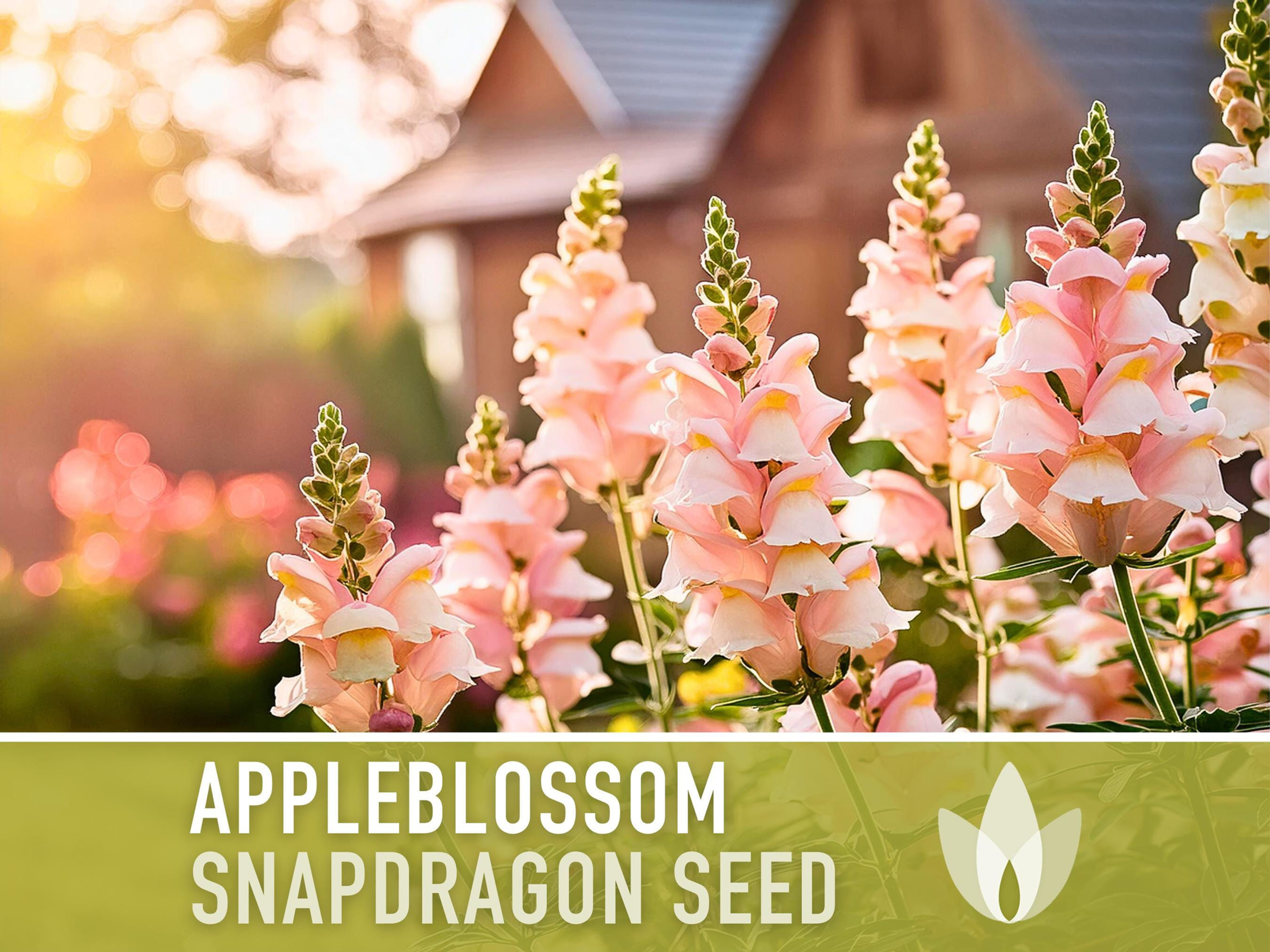 Snapdragon, Appleblossom Seeds - 100 Heirloom Flower Seeds, Fairy Garden, Cotta