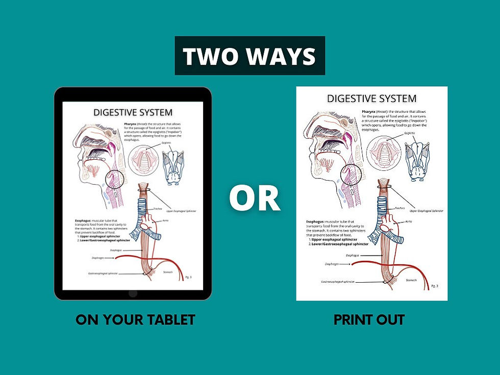 Thumbnail: PDF Printable Bones & Muscles, Bones and Muscles of the Human Body PDF Printabl