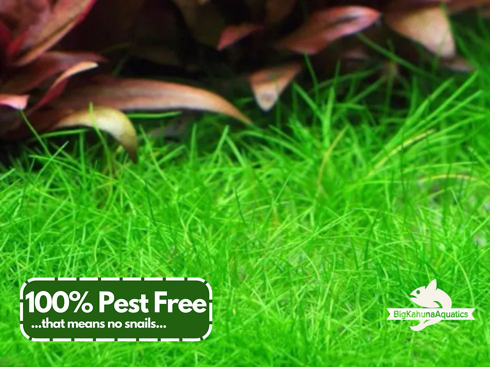 Thumbnail: BUY2GET1FREE Dwarf Hair Grass Live Aquarium Pond Plant