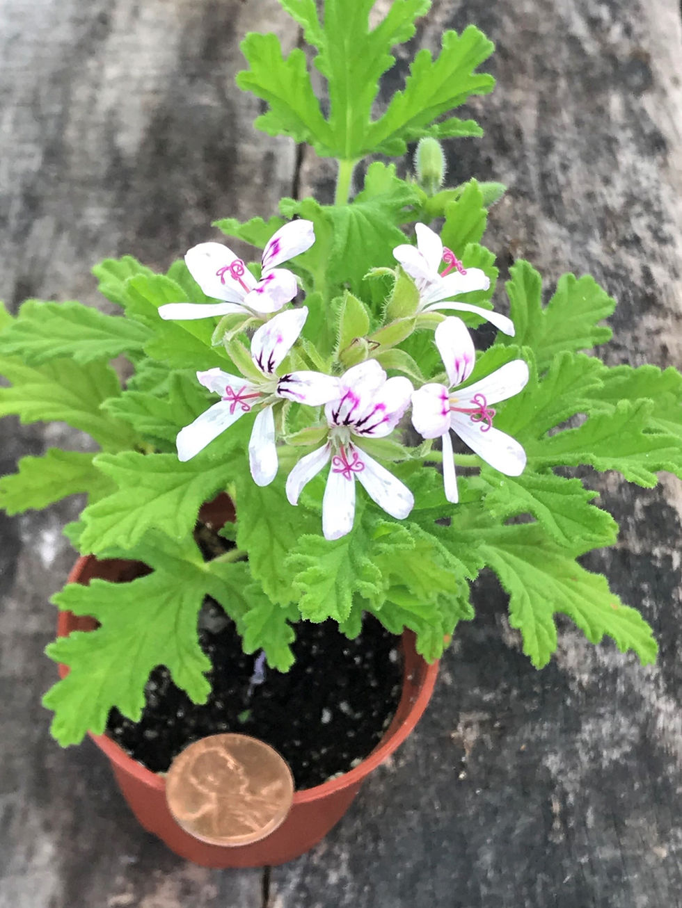 Thumbnail: 4 - MOSQUITO PLANTS (Citronella Scented Geranium) (4) 2.25 inch pots with Free 