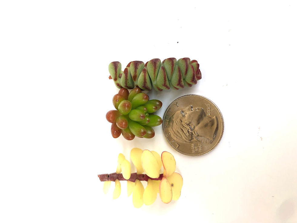 Thumbnail: 10 Baby mini succulent cuttings - DYI Mini Fairy Garden - natural succulent pla