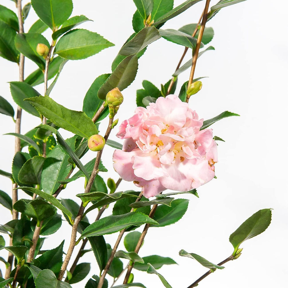 Thumbnail: PERFECT PLANTS Live High Fragrance Camellia in 3 Gallon Grower's Pot | Evergree