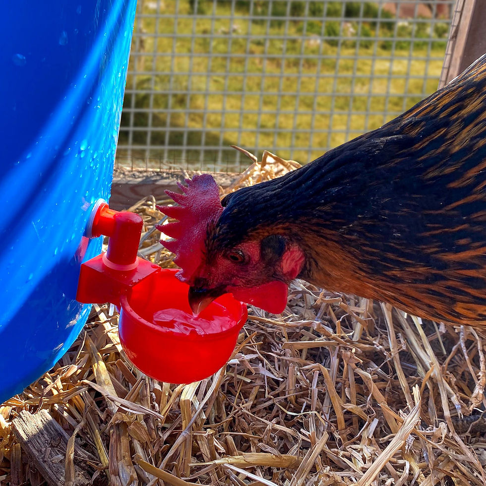 Thumbnail: Backyard Barnyard 4 Pack Automatic Poultry Waterer Cup Drinker for Chickens Duc