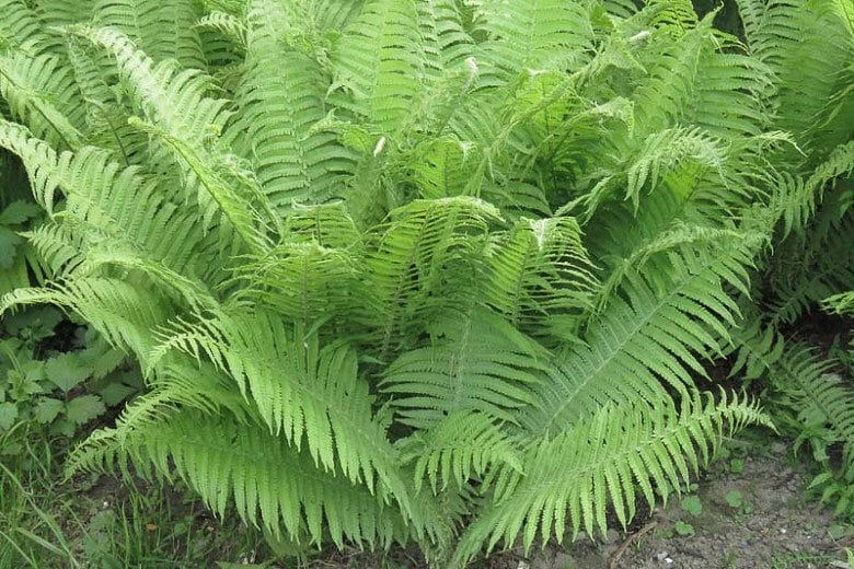 Thumbnail: 10 Lady Ferns Bare Root Athyrium Filix-Femina Woodland Perennial Plant Wildflow