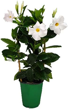 Thumbnail: Pink Mandevilla Plant with Trellis - Live Flowering Plant - 18" to 20" Overall 