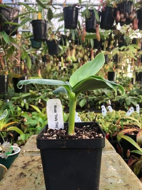 Thumbnail: ULTRA DWARF Banana with Tiny Delicious Fruit! Rare ”Truly Tiny Banana” Will Gro