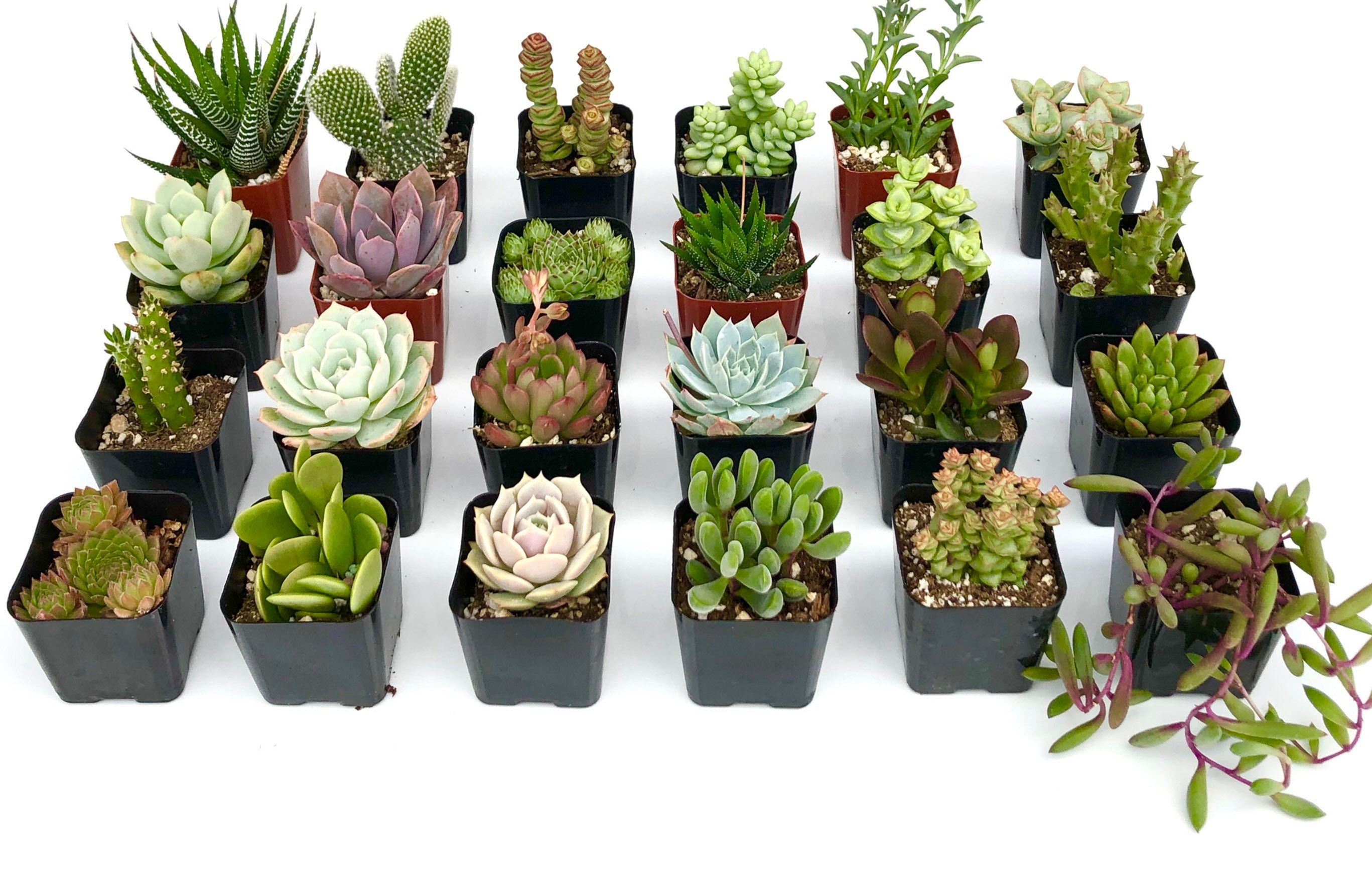12-Pack Succulent Plant Collection Variety of Shapes & Colors for Home Garden, 