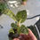 Thumbnail: Macodes Petola (jewel orchid) Starter Plant (ALL STARTER PLANTS require you to 