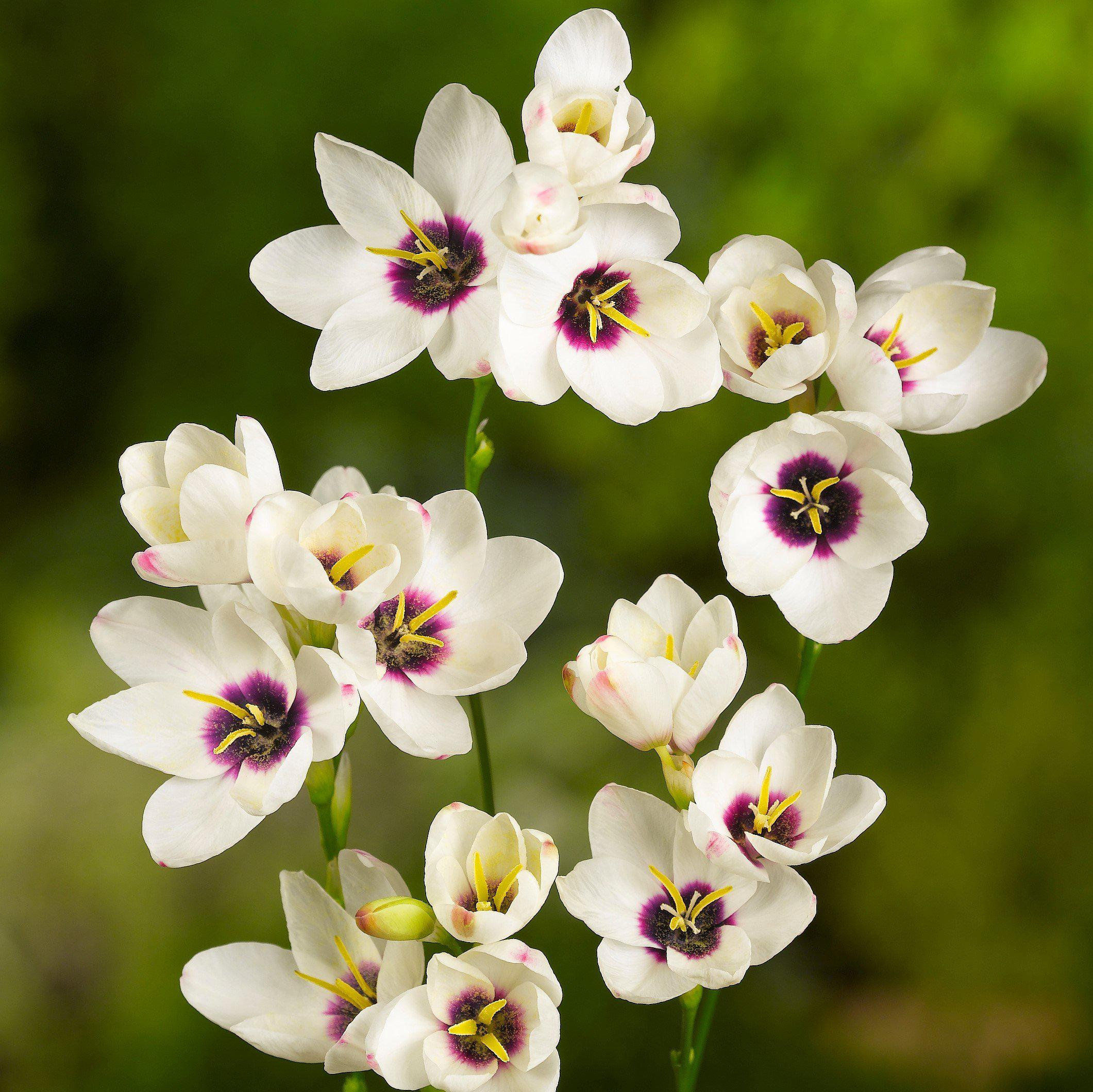 Clearance 80 Ixia - Magic Wand Mix Flower Bulbs from Easy to Grow